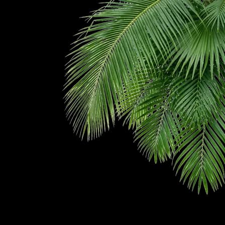 Balinese Palm